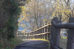 P1210147　朝日の散歩道