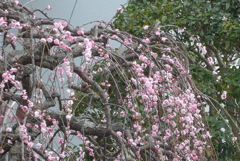 P1200228　枝垂れ梅