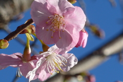 P1370466　河津桜