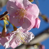 P1370466　河津桜