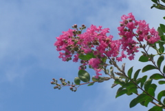 P1280064　サルスベリ