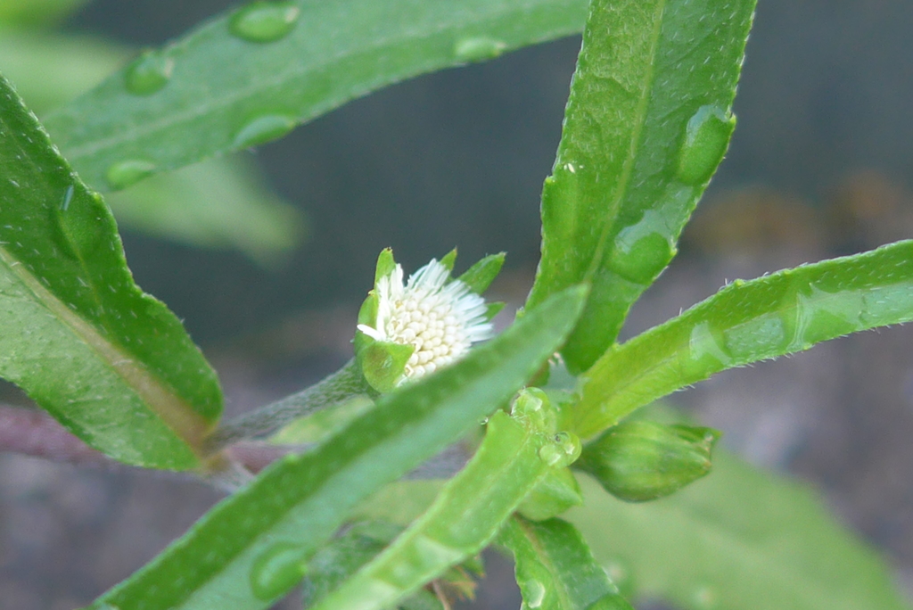 P1110235　野の花