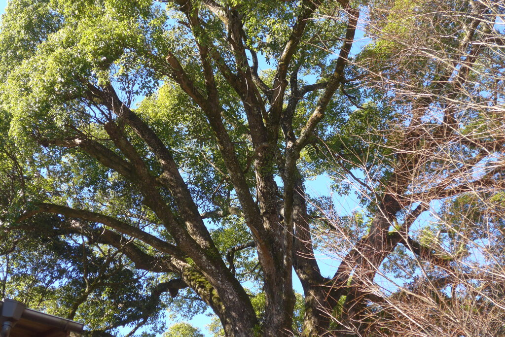 P1390378　いにしえの…