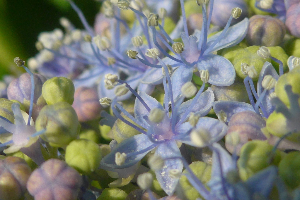 P1300420　紫陽花の花