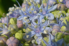 P1300420　紫陽花の花