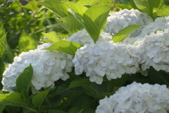 P1012080　あじさい