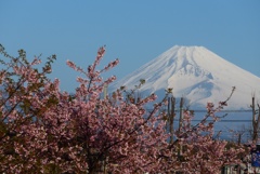 P1200466　2月24日 河津桜と富士山