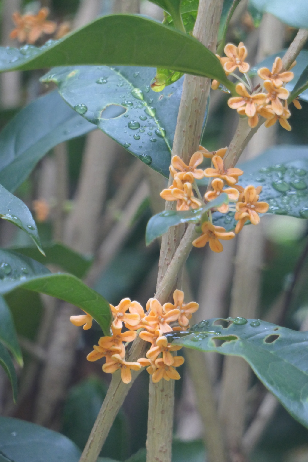 P1080849　キンモクセイ