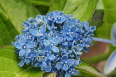 P1012572　青いブーケ