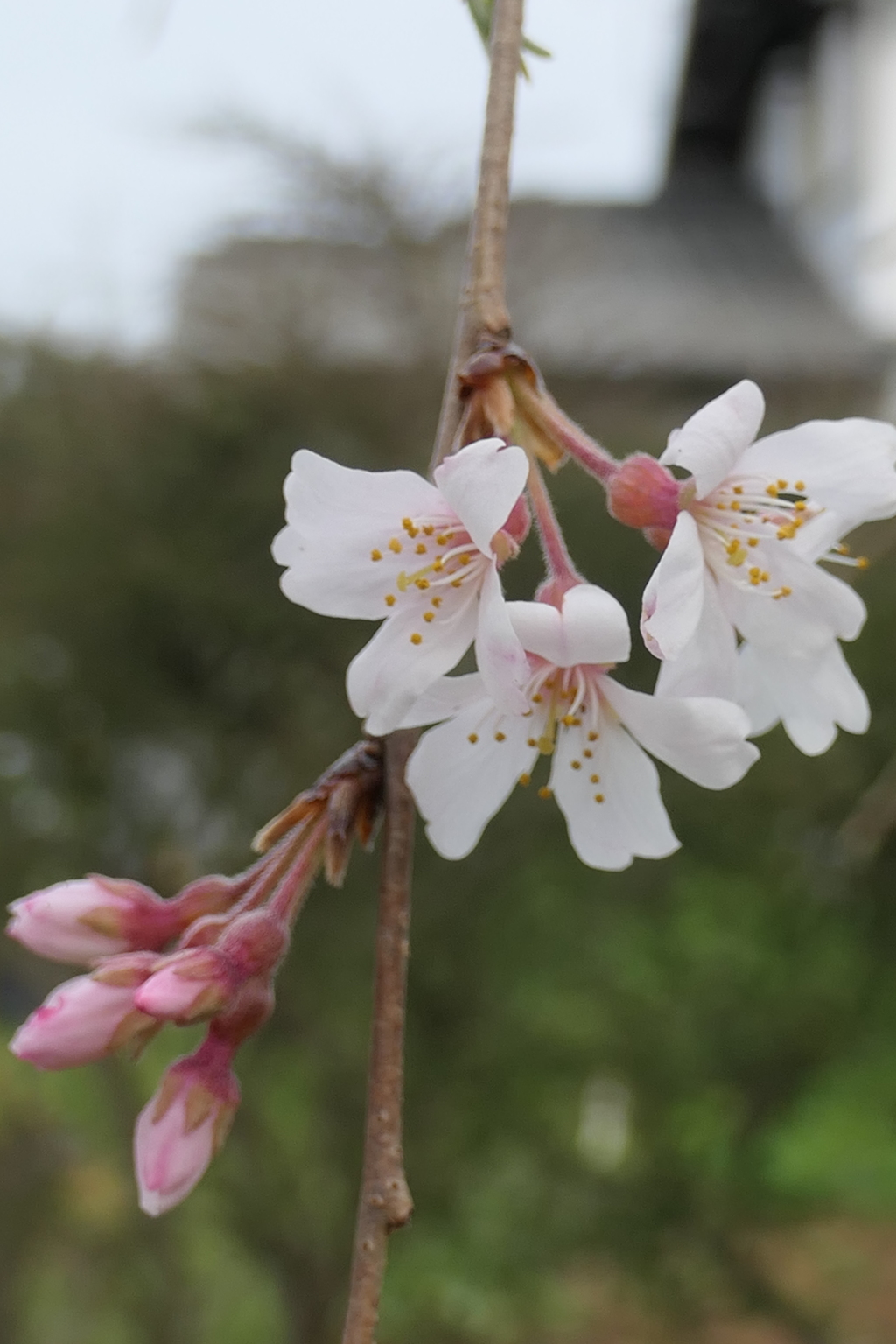 P1035481　しだれ桜