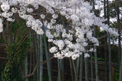 P1140503　竹と桜