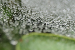 P1080837　蜘蛛の糸と雫