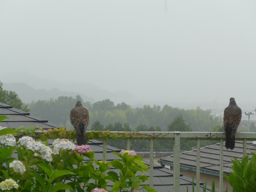 P1100005　雨の中で…