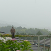 P1100005　雨の中で…