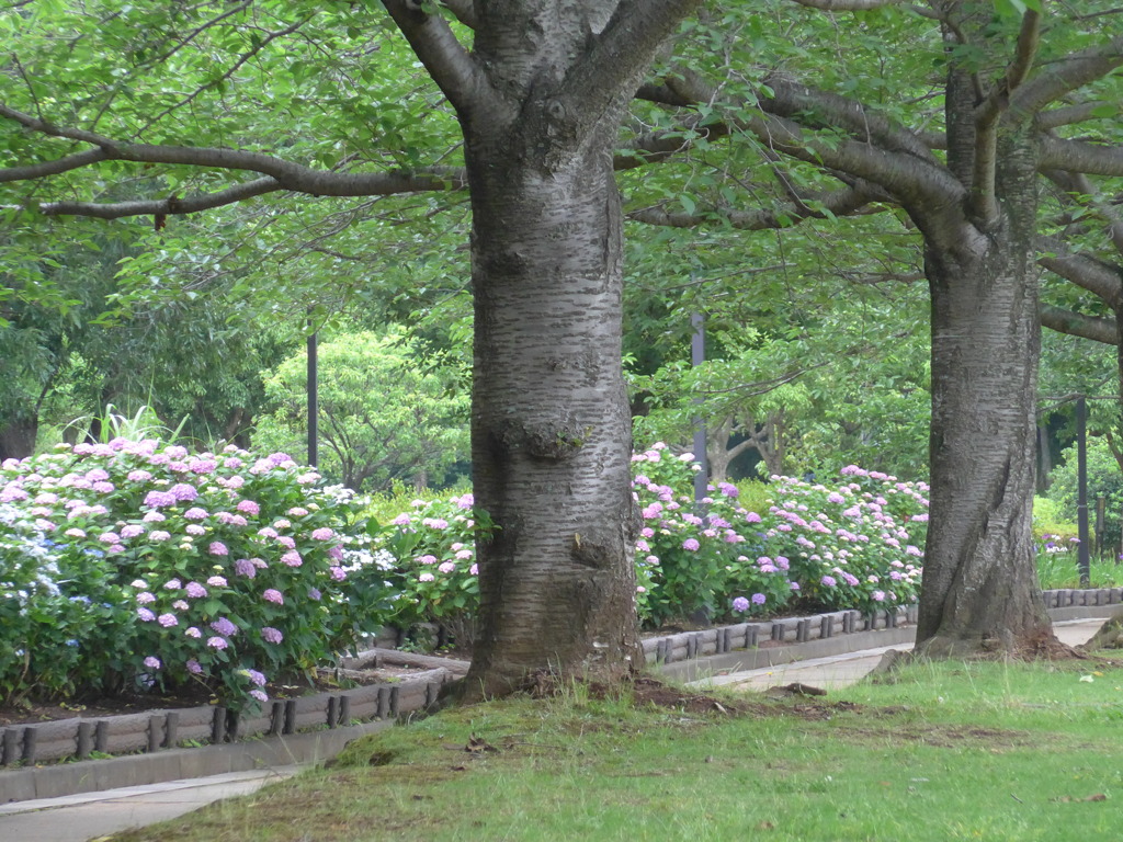 P1100082　アジサイの咲く公園