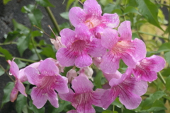 P1080884　秋の華やぎ