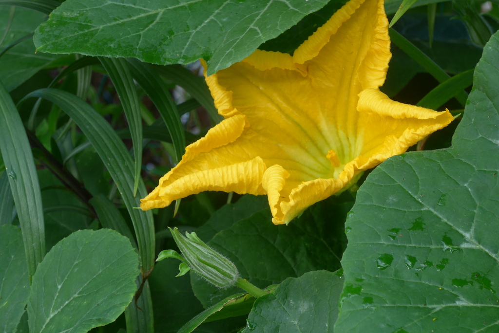 P1380874　野菜の花