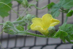 P1240362　野菜の花