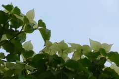 P1270279　ヤマボウシ