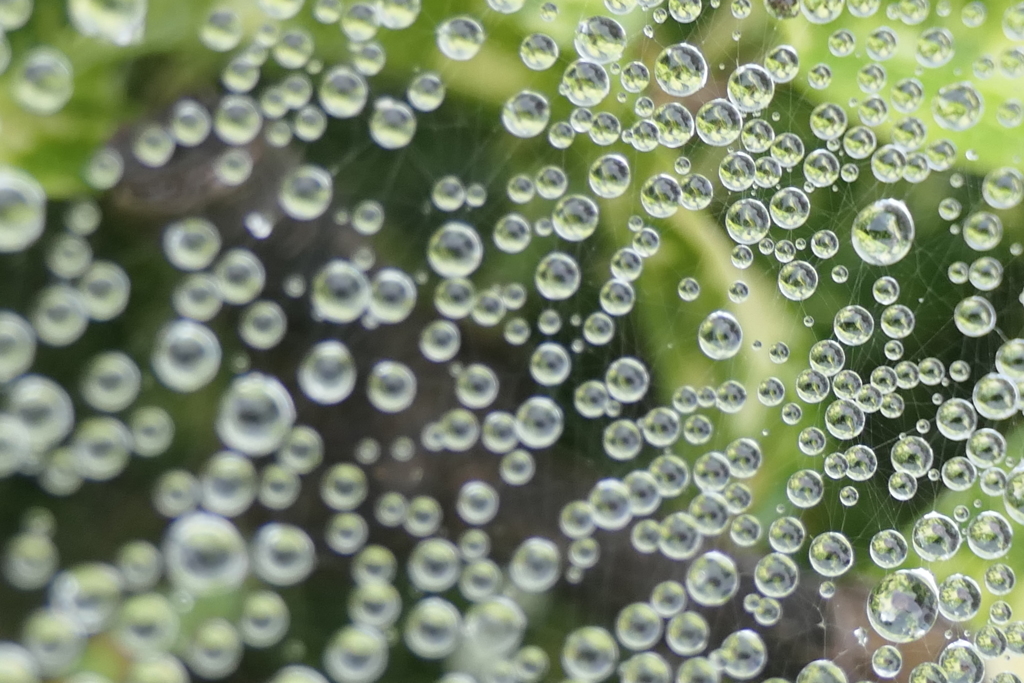 P1080843　蜘蛛の糸と雫