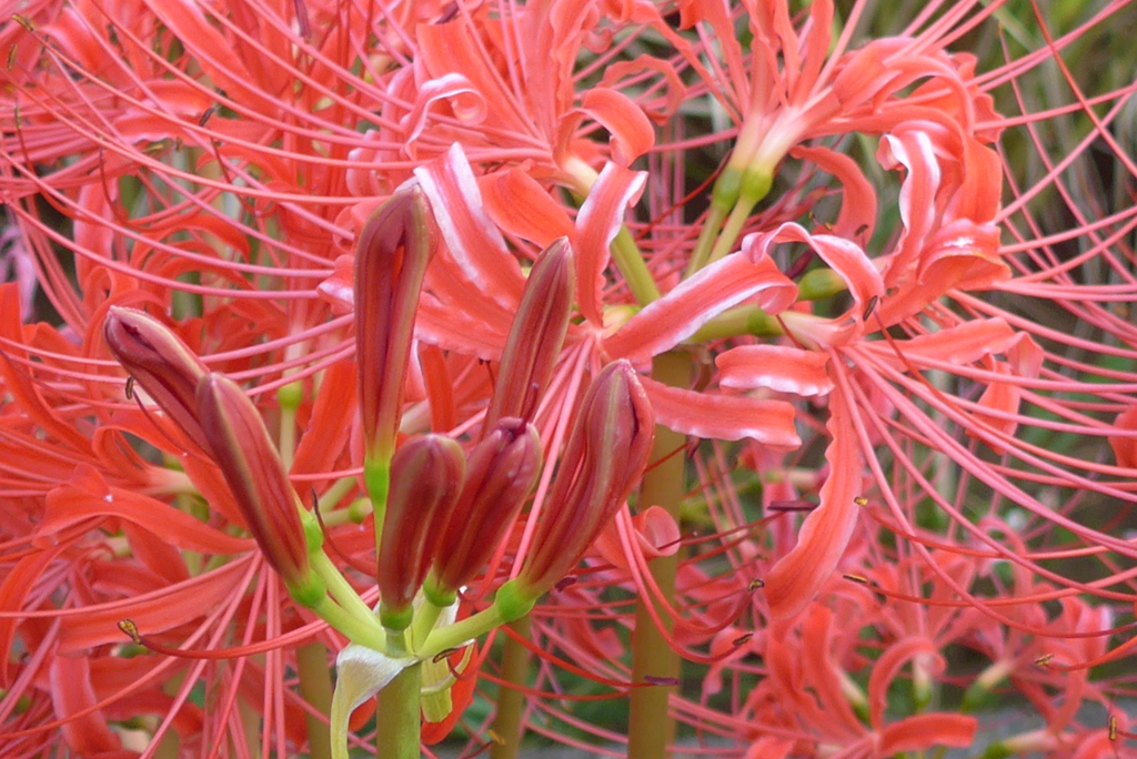 P1390052　彼岸花