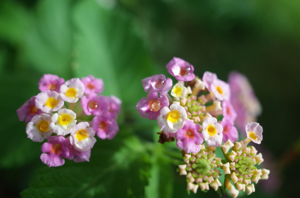 R0354129　雫を飾りに