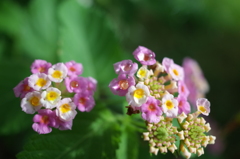 R0354129　雫を飾りに