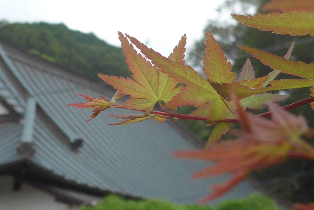 P1280208　伊豆 高源寺にて