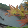 P1280208　伊豆 高源寺にて