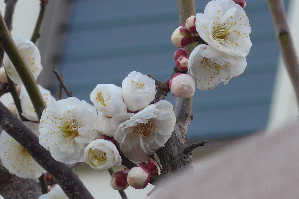 P 気品 花言葉 By いちごいちえ Id 写真共有サイト Photohito