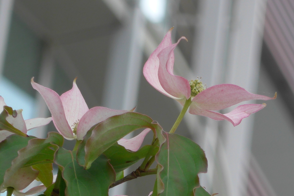 P1270276　優しい色