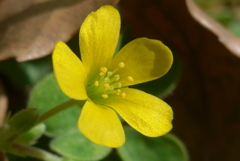 P1260449　カタバミ