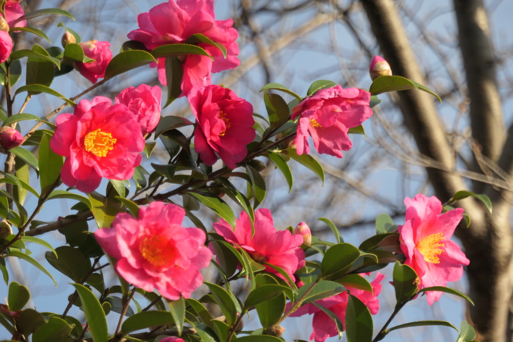 P1034780　山茶花