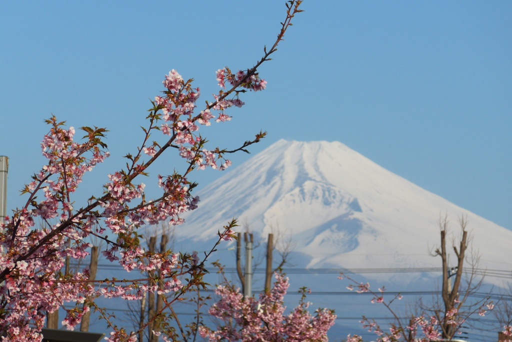 P1200467　2月24日 河津桜と富士山
