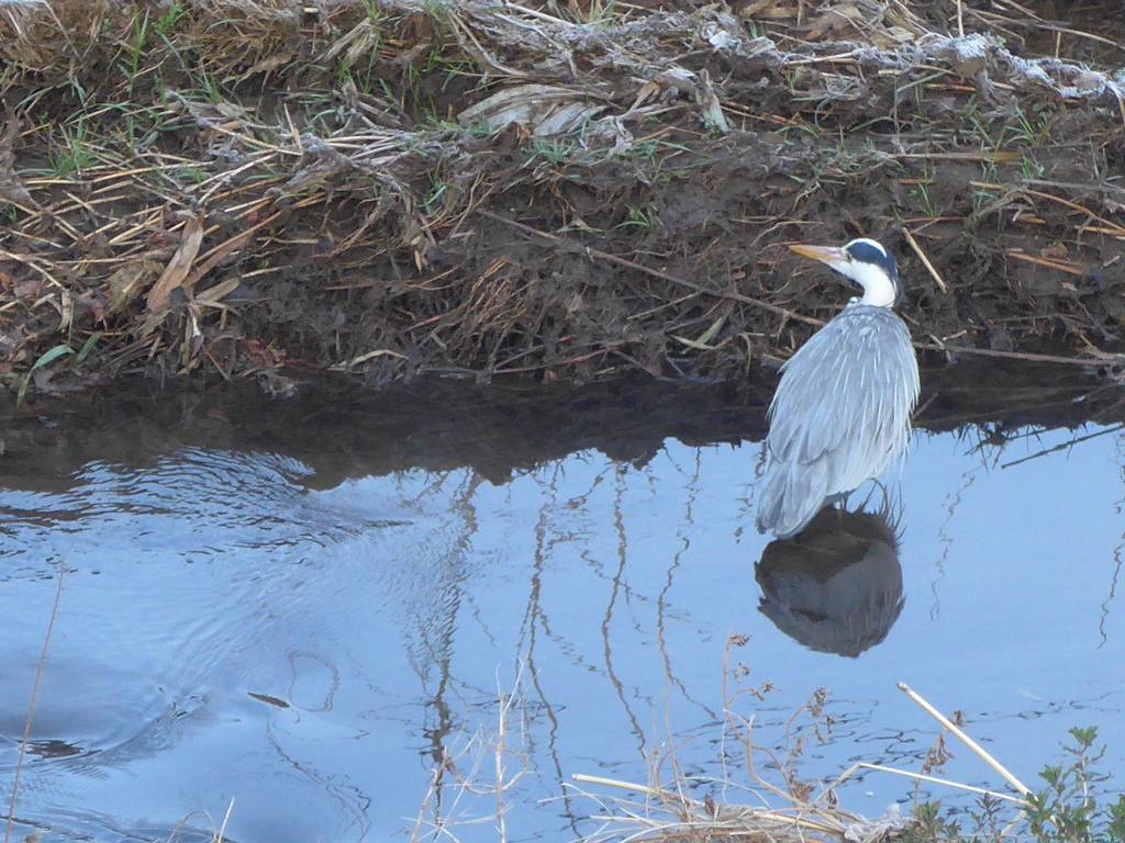 P1070452　水辺の鳥