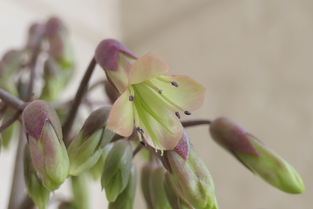 P1001353　子宝草の花