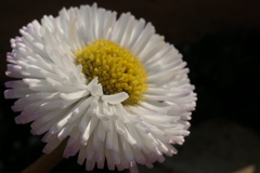 P1023384　無邪気（花言葉）