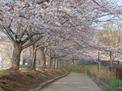 P1080022　公園の桜