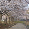 P1080022　公園の桜