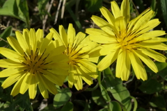 P1001478　野の花