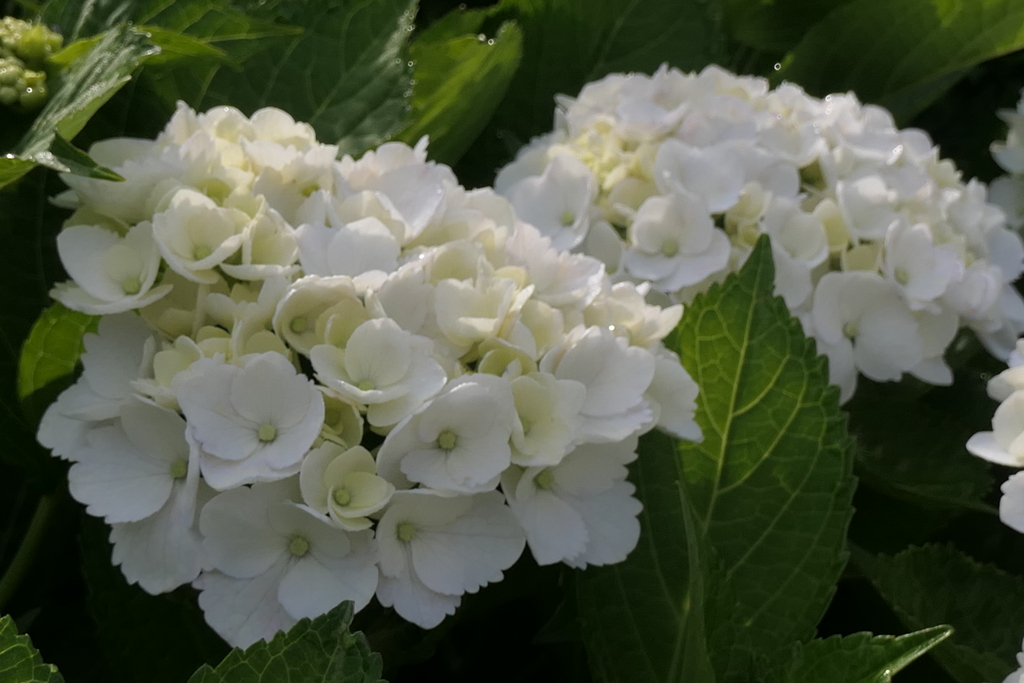 P1023791　朝の光に