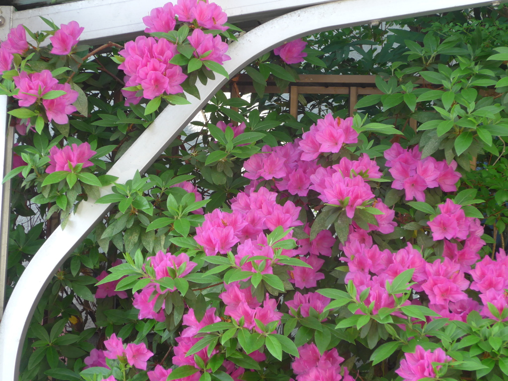 P1150166　つつじ