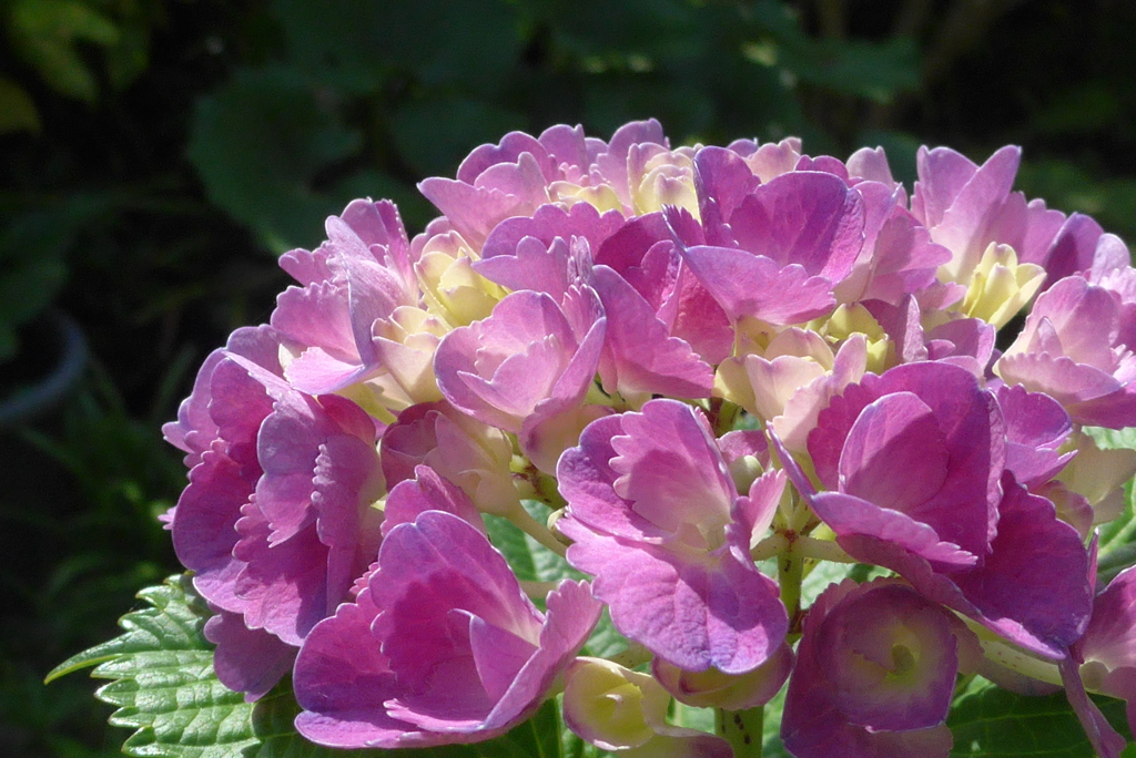 P1090765　陽を浴びて