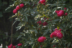 P1057136(2)　横浜イングリッシュガーデンにて