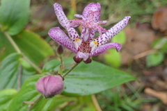 P1080858　ホトトギス