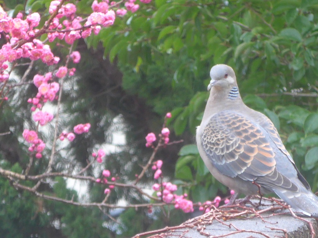 P1070562　ハトさんと…