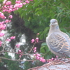 P1070562　ハトさんと…