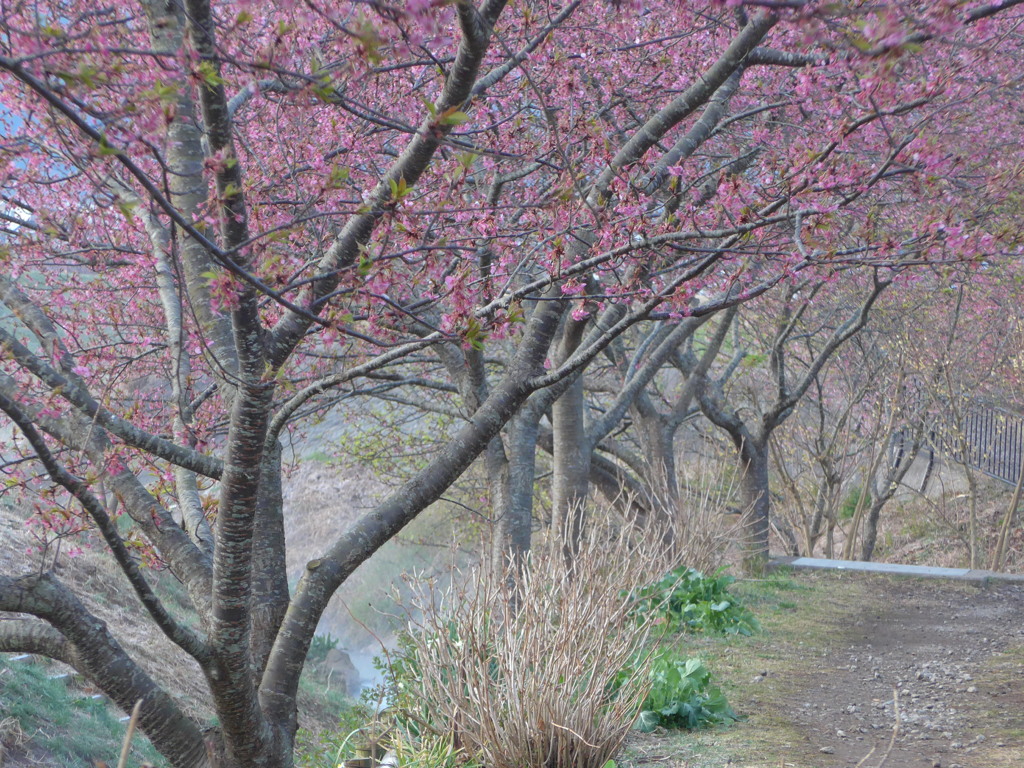 P1070446　桜の散歩道