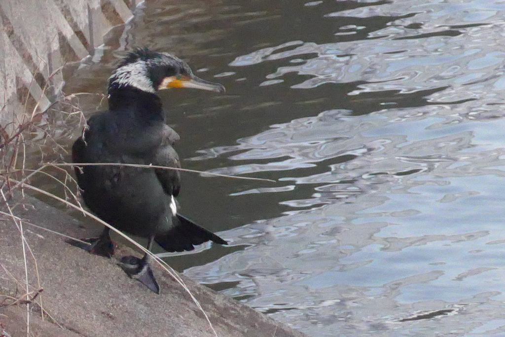 P1370332　カワウ