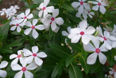 かわいい語らい。（ニチニチソウ）